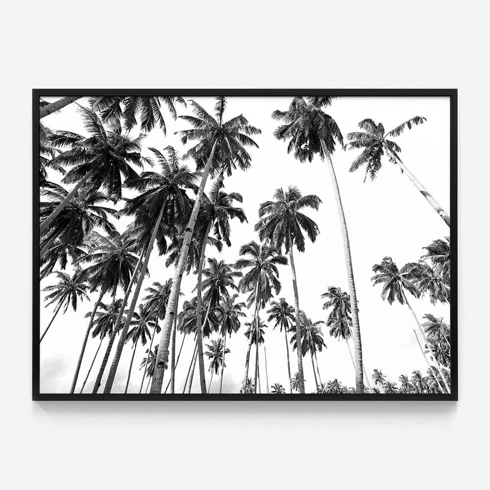 Beach Palms