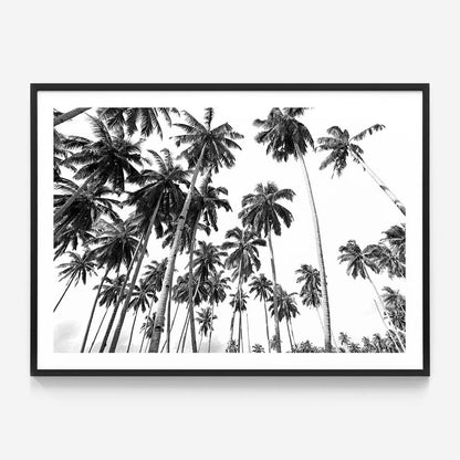 Beach Palms