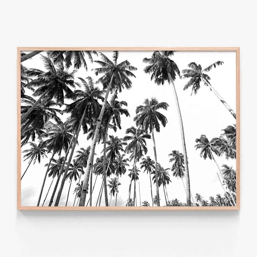 Beach Palms