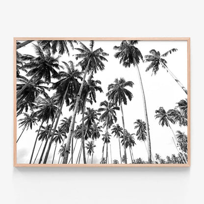 Beach Palms