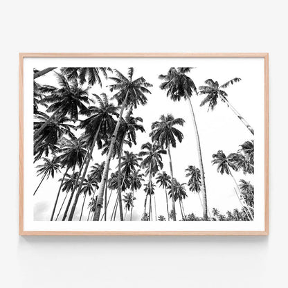 A framed print featuring a black and white photo print of palm trees in a tropical beach.