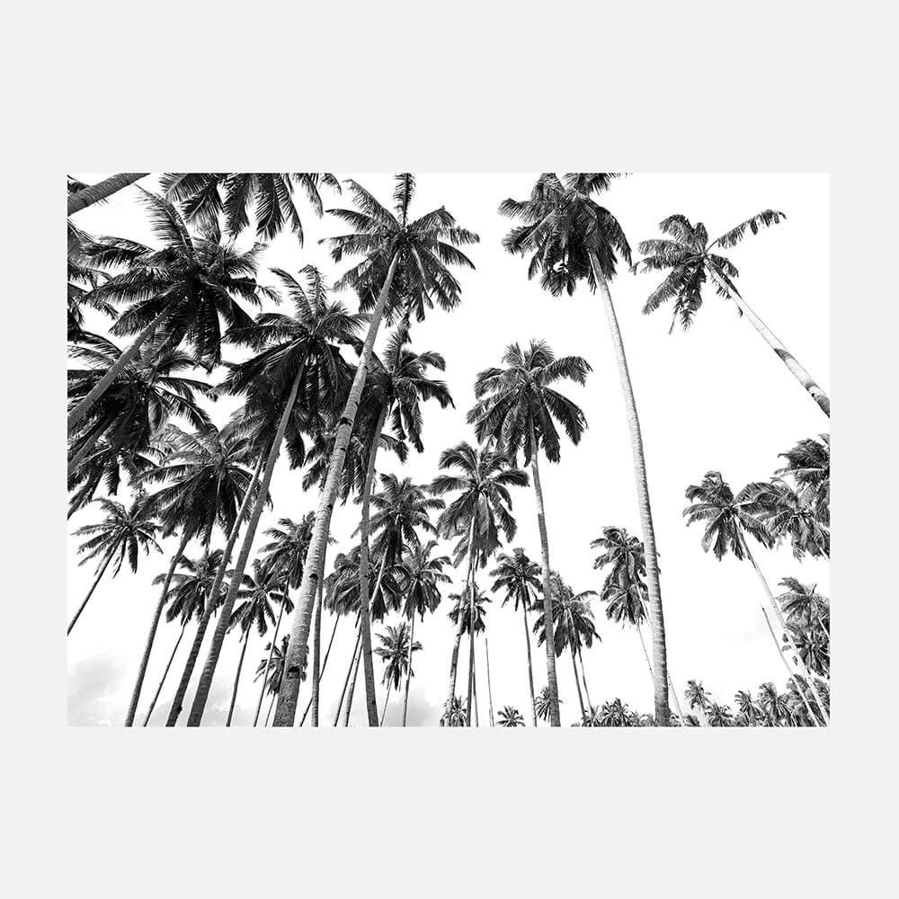 Beach Palms