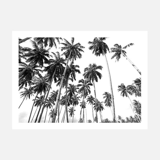 Art poster print of a black and white photo print of palm trees in a tropical beach.