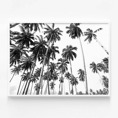 Beach Palms