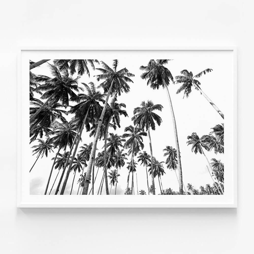 Beach Palms