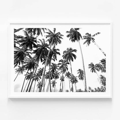 Beach Palms