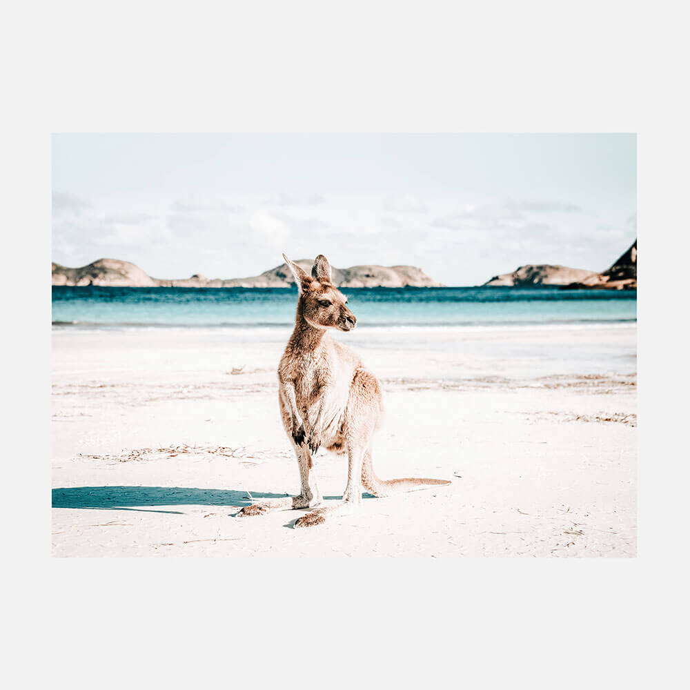 Beach Paws