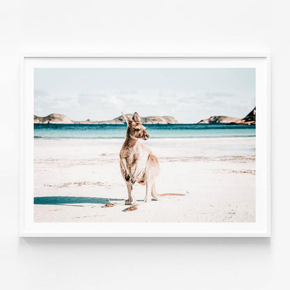 Beach Paws