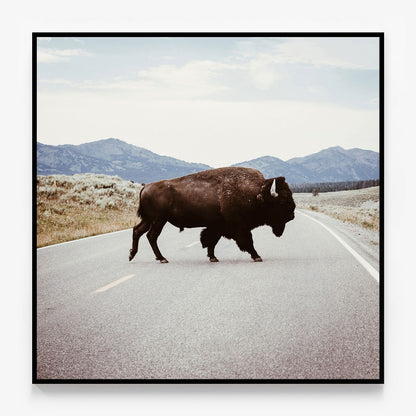 Bison Crossing Canvas