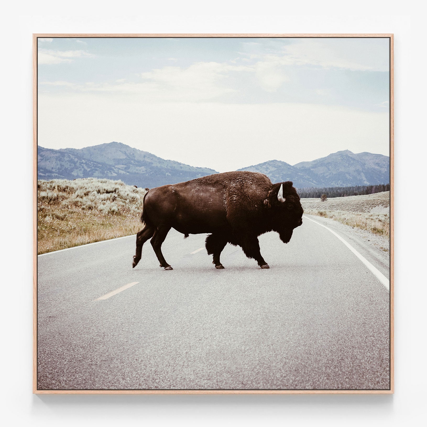 Bison Crossing Canvas wall art with oak float frame
