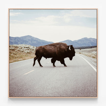 Bison Crossing Canvas wall art with oak float frame