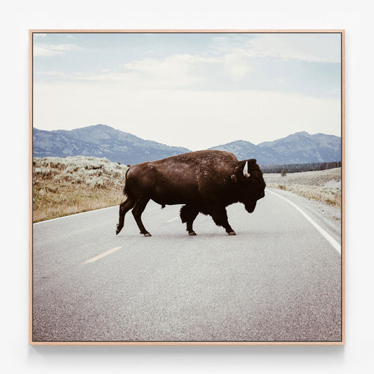 Bison Crossing Canvas wall art with oak float frame