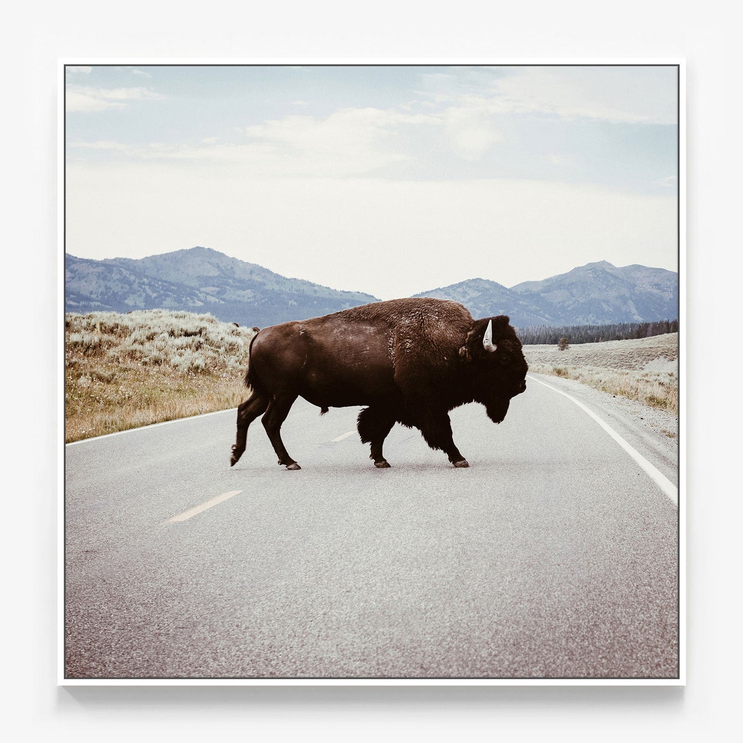 Bison Crossing Canvas