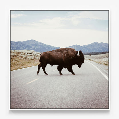 Bison Crossing Canvas