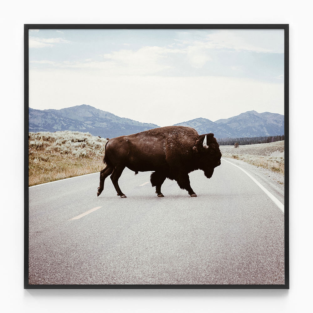 Bison Crossing