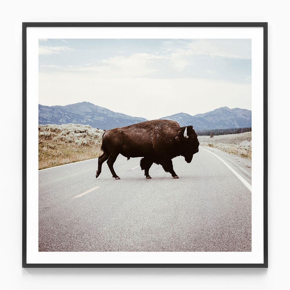 Bison Crossing