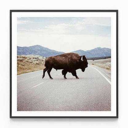 Bison Crossing