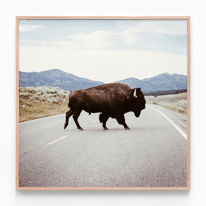 Bison Crossing