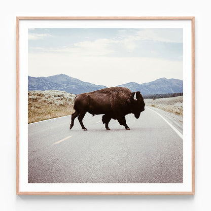 Bison Crossing