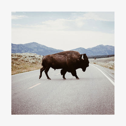Bison Crossing
