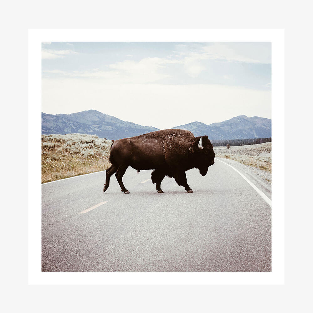 Bison Crossing