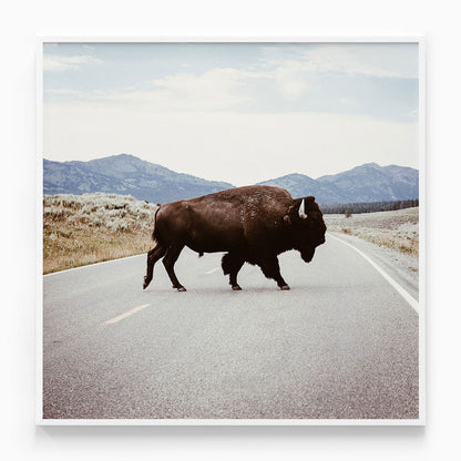 Bison Crossing
