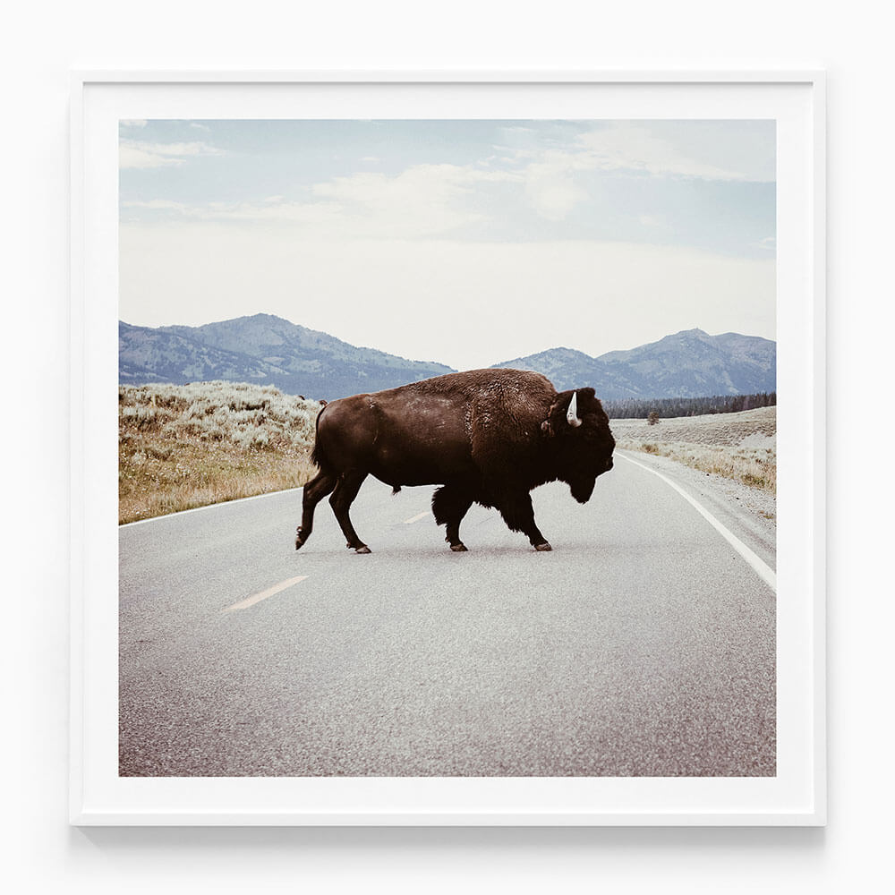 Bison Crossing