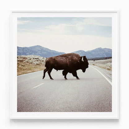 Bison Crossing