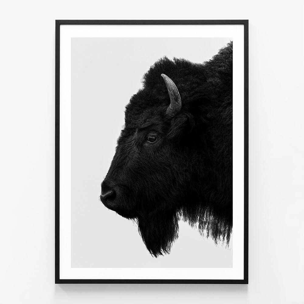 Black Bison
