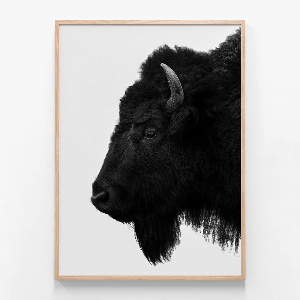 Black Bison