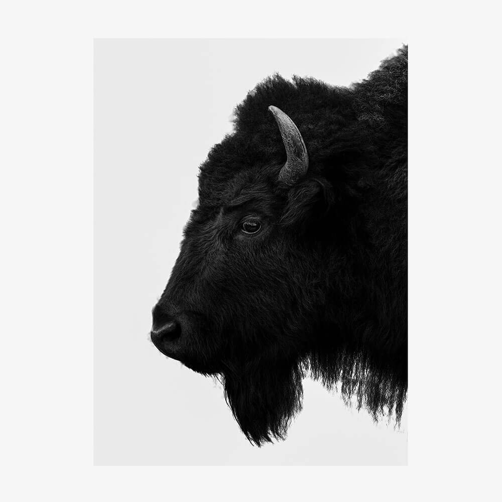 Black Bison