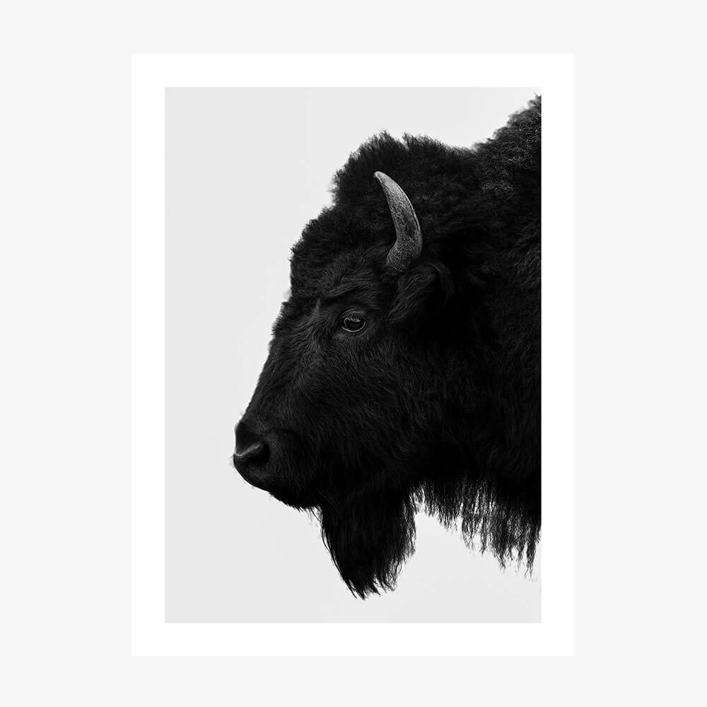 A black and white art print of a bison's head in profile against a white background.