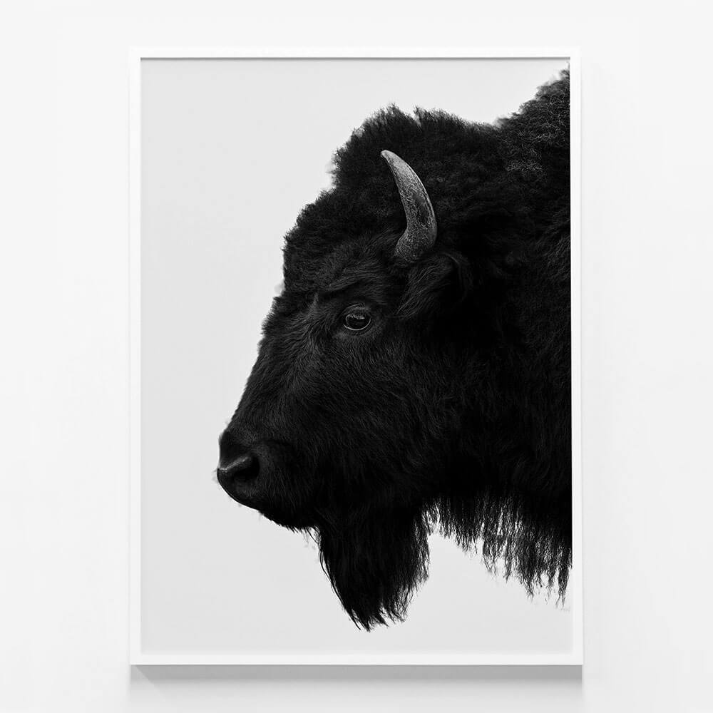 Black Bison