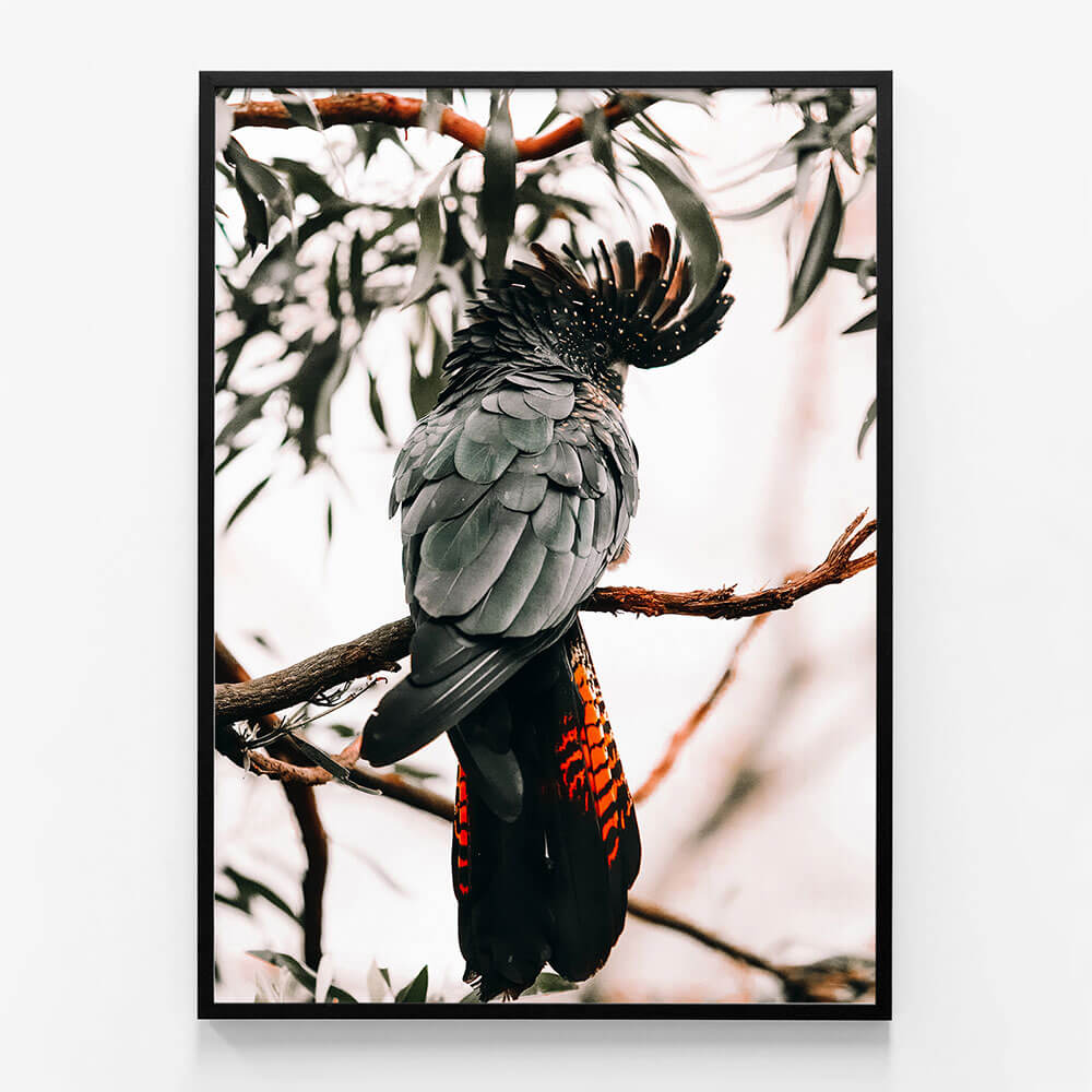 Black Cockatoo