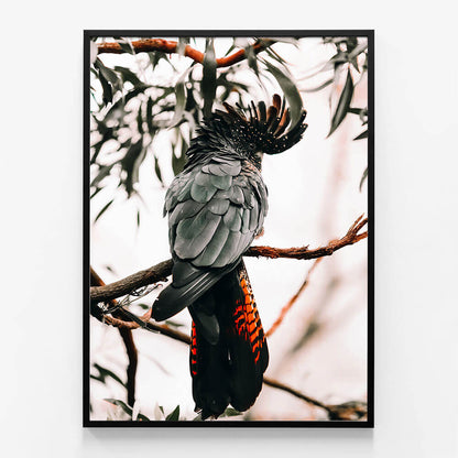 Black Cockatoo