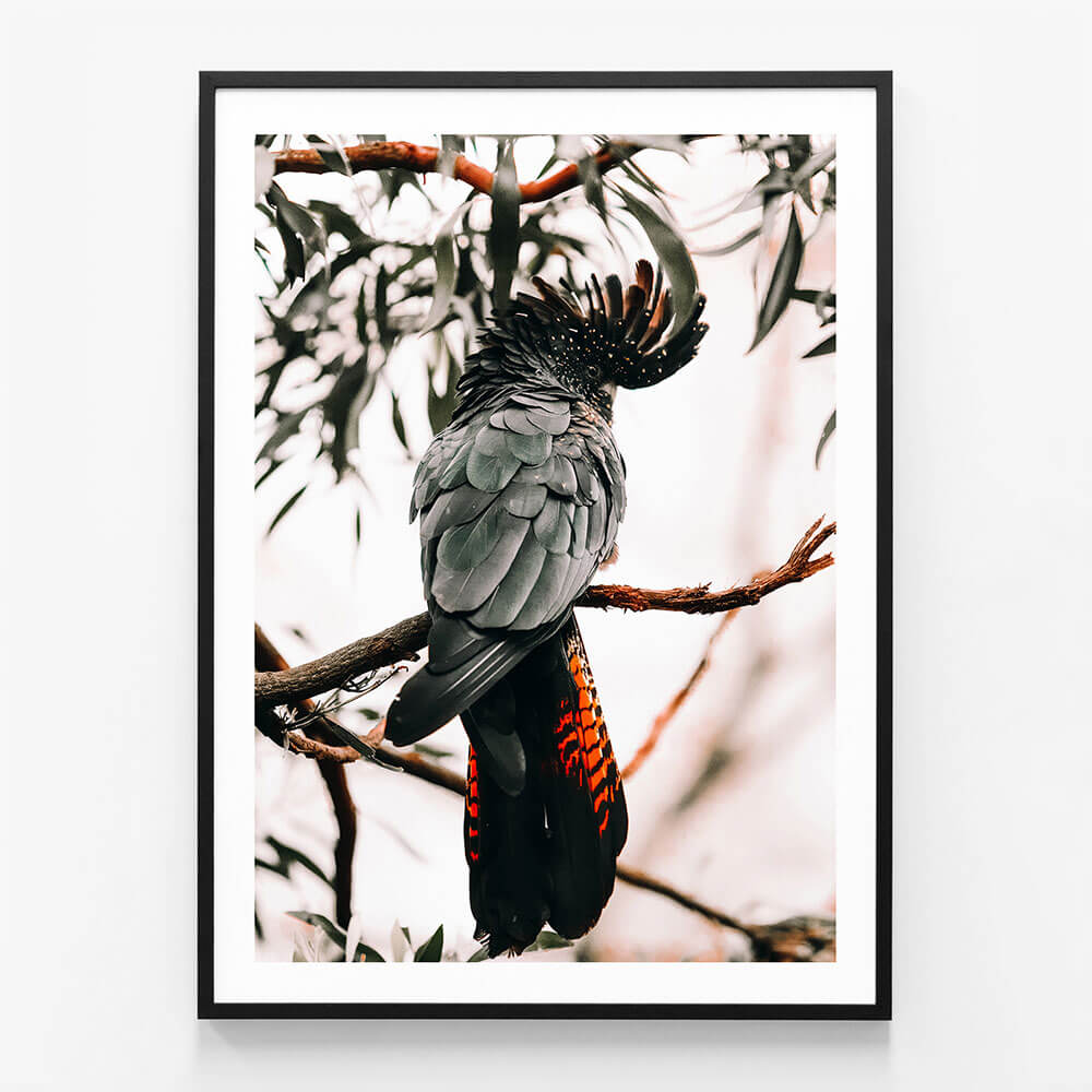 Black Cockatoo