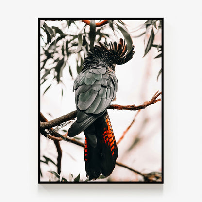 Black Cockatoo Canvas
