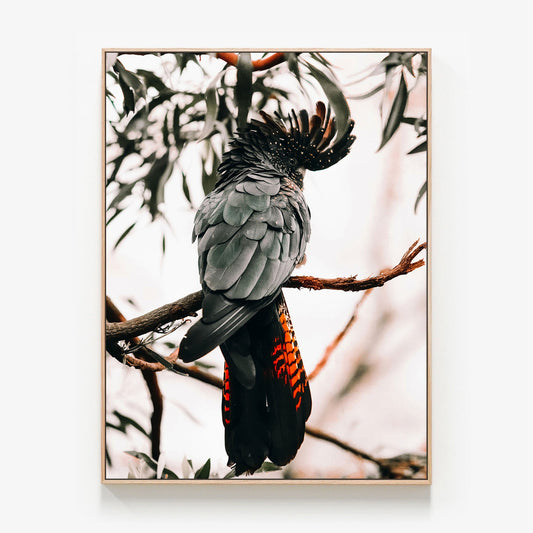 Black Cockatoo Canvas wall art with oak float frame