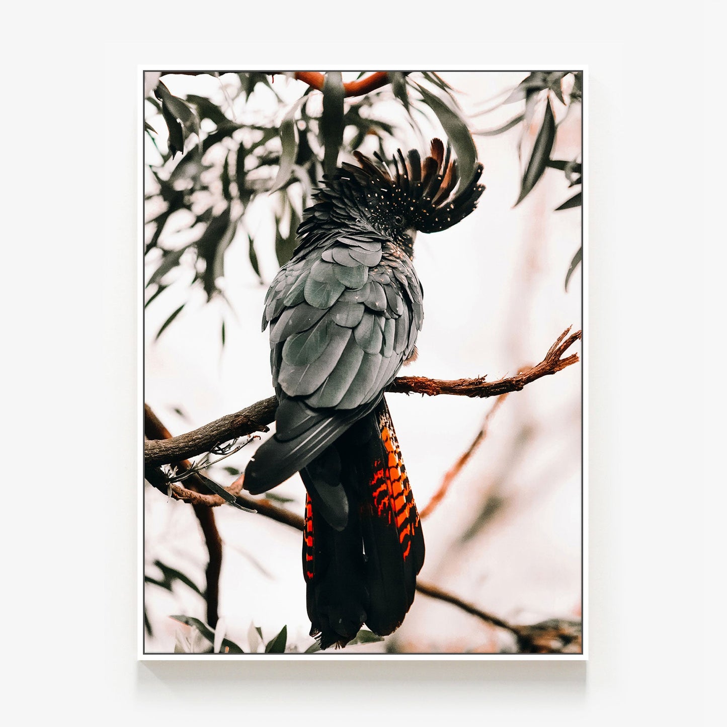 Black Cockatoo Canvas