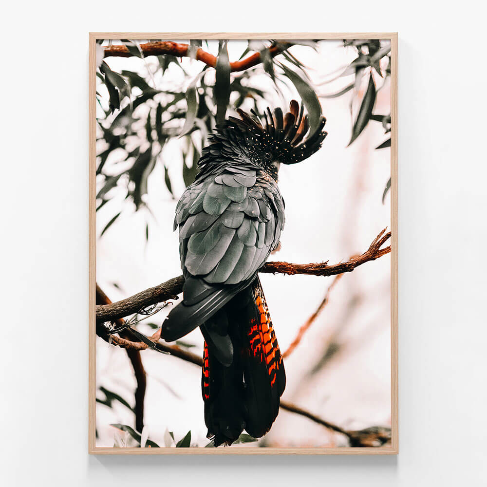 Black Cockatoo