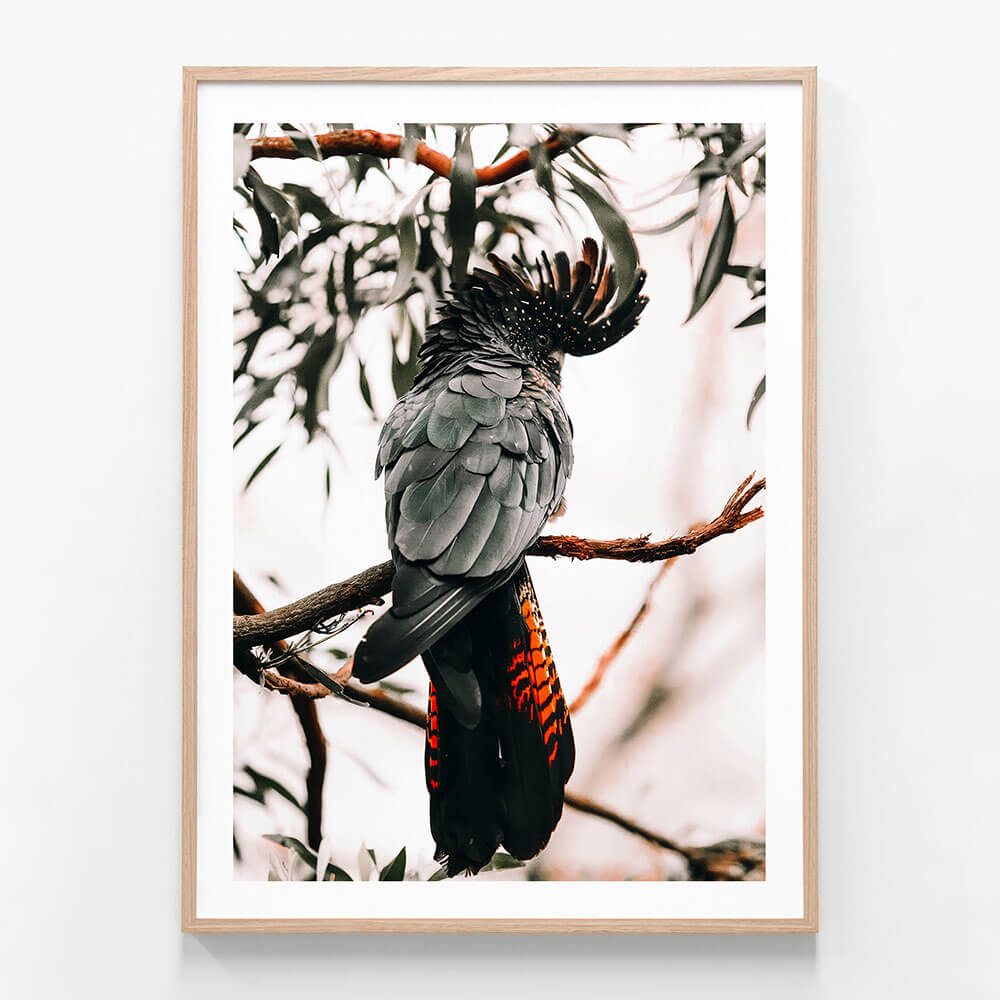 A framed photography print of a black cockatoo perched on a branch with leaves in the background.