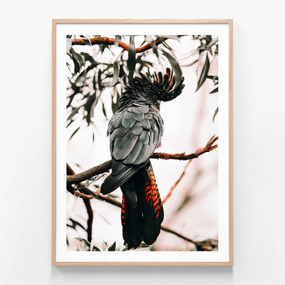 A framed photography print of a black cockatoo perched on a branch with leaves in the background.