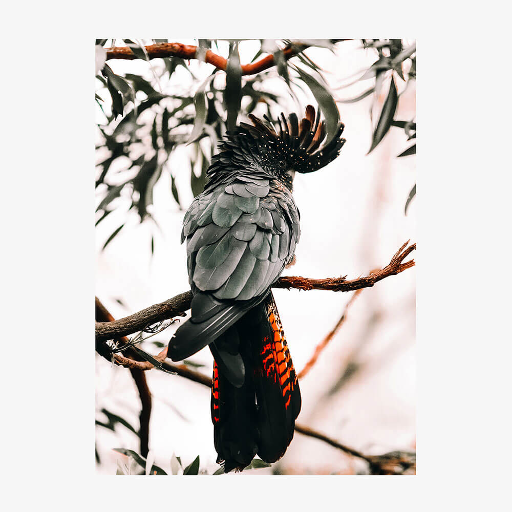 Black Cockatoo