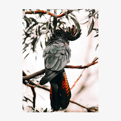 Black Cockatoo