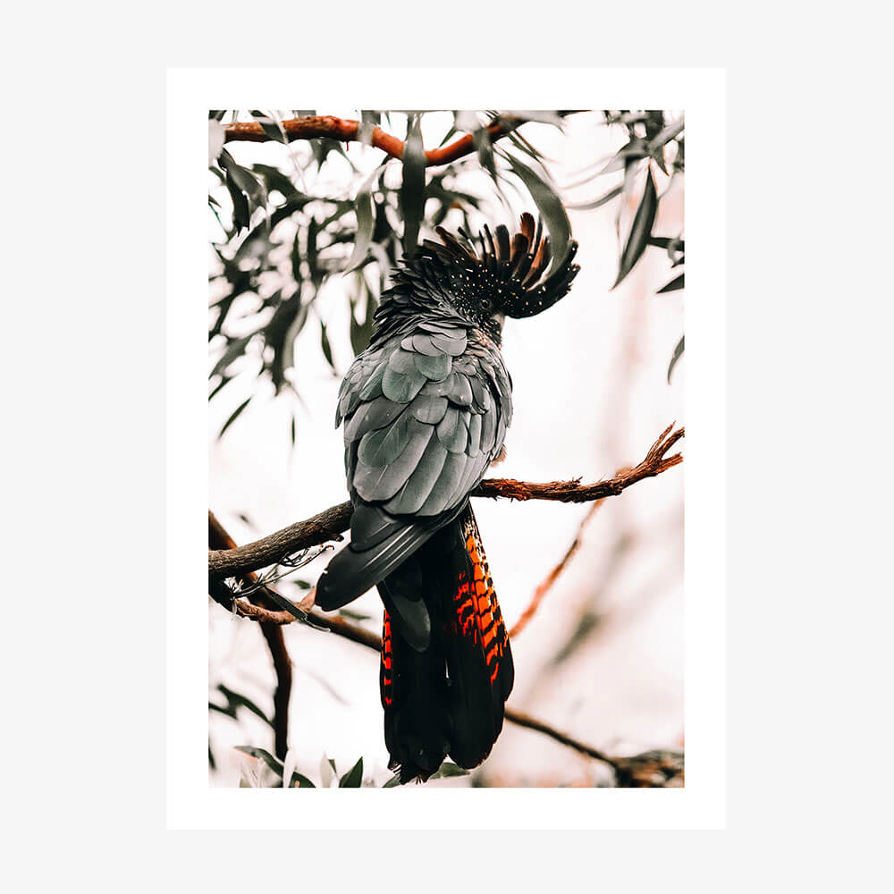 A photography print of a black cockatoo perched on a branch with leaves in the background.