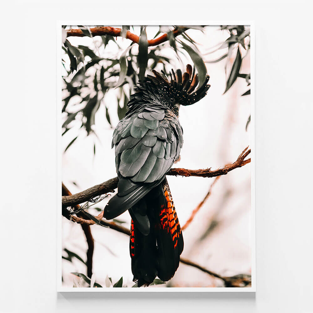 Black Cockatoo