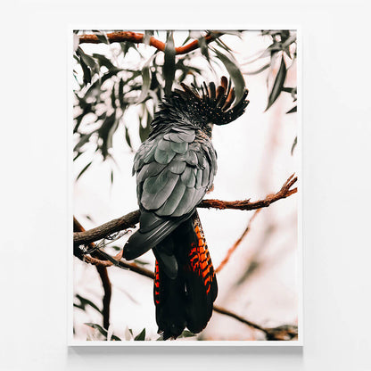 Black Cockatoo