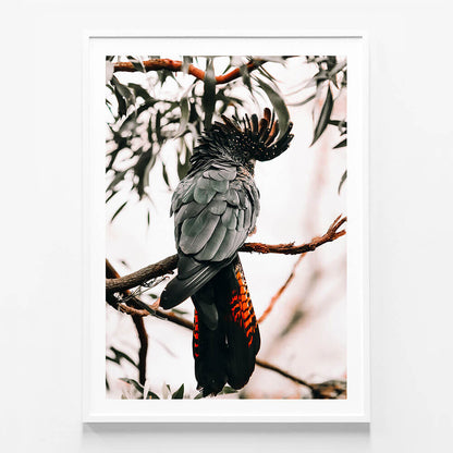 Black Cockatoo