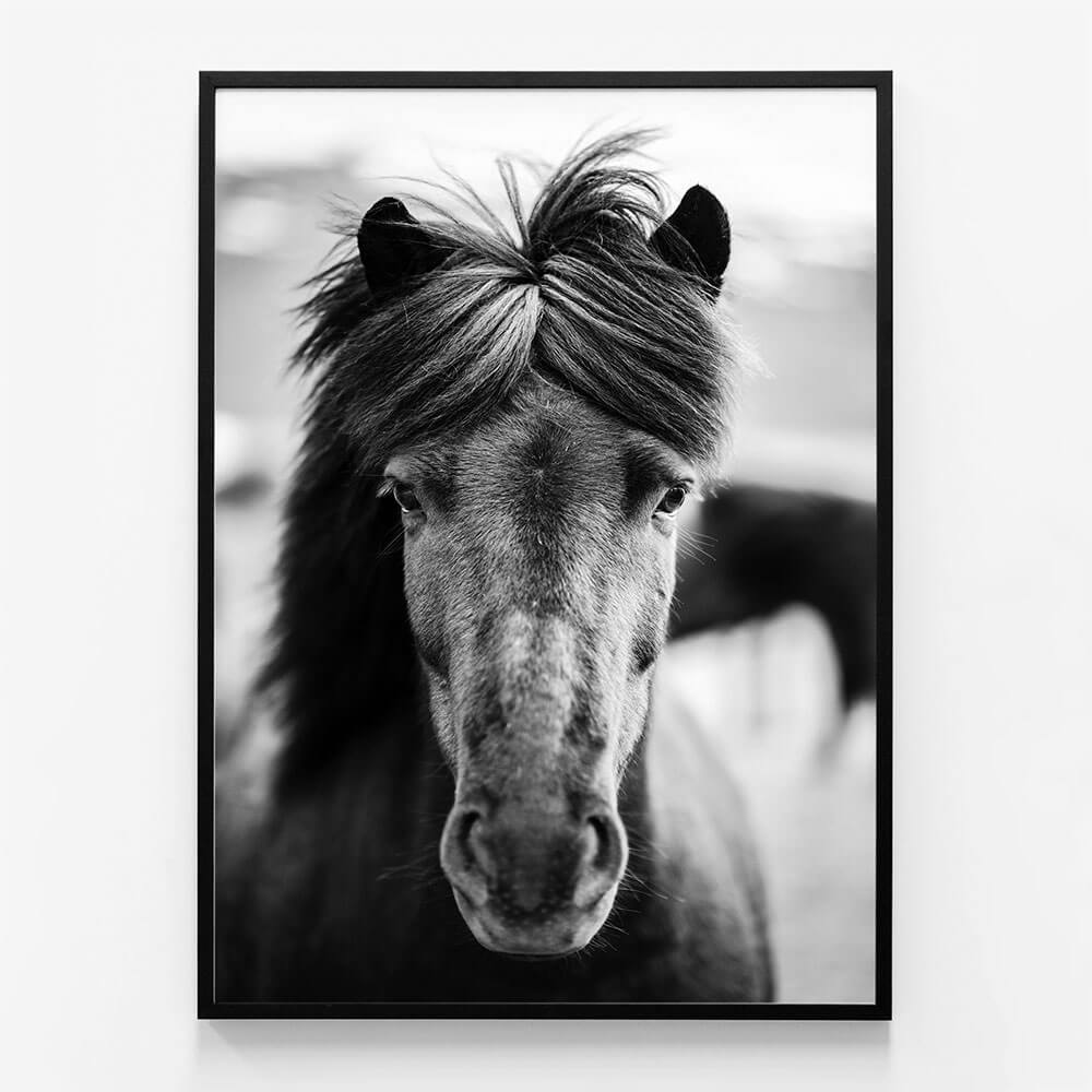 Black Horse Portrait