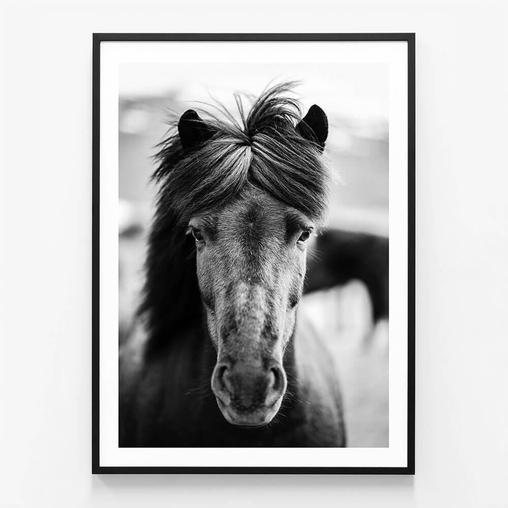 Black Horse Portrait